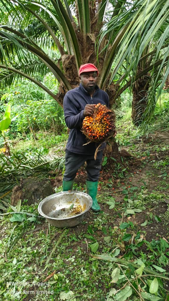 Palm Tree Harvest