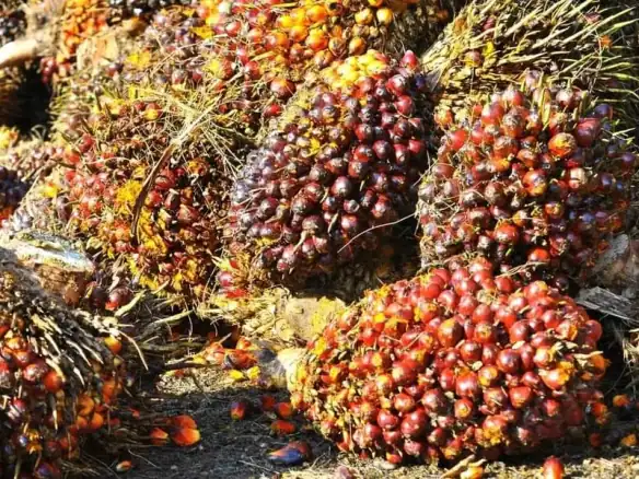 Palm Oil Investment in Nigeria 2026